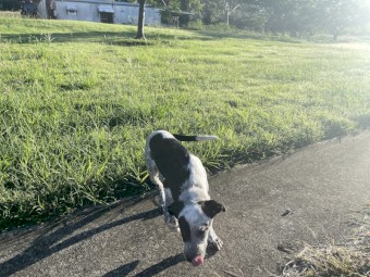Australian Stumpy Tail Cattle Dog X Border Collie