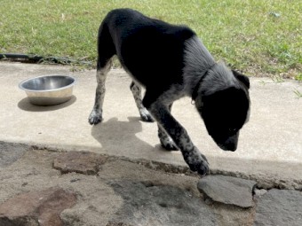 Australian Stumpy Tail Cattle Dog X Border Collie