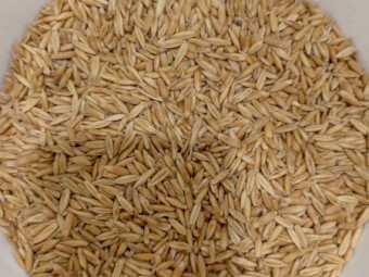 4mt Winteroo Oat Seed