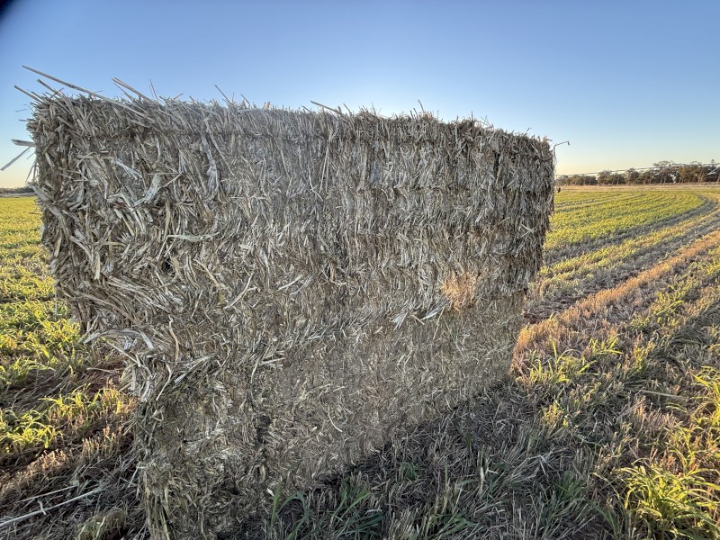 Sorghum Hay - irrigated 