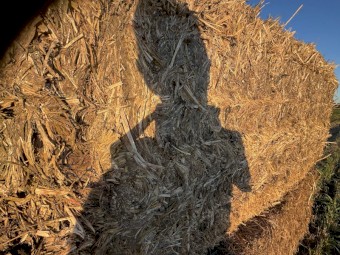 Sorghum Hay - irrigated 