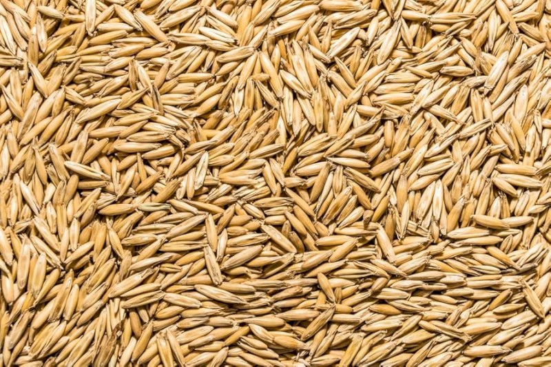 Kingbale Oat Seed