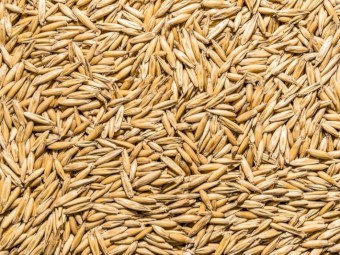 Kingbale Oat Seed