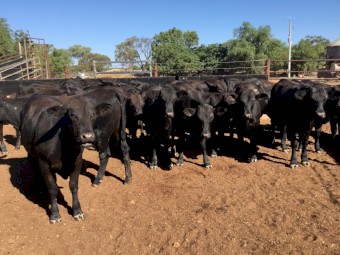 Angus x Santa heifers 