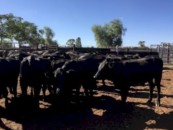 Angus x Santa heifers 