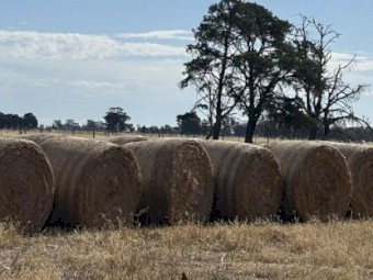 Premium 5x4 Oaten Hay – Bright, Clean Feed – Invergordon VIC – $130/Bale