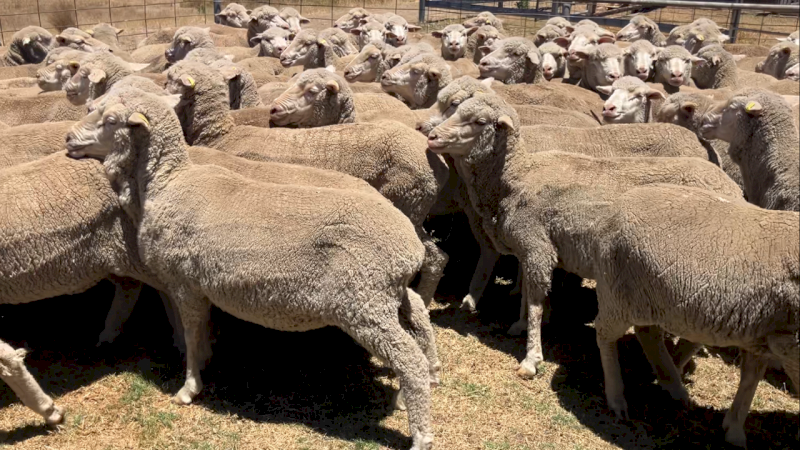 Superfine merino ewes, 6 months wool