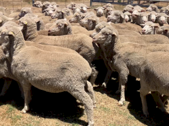 Superfine merino ewes, 6 months wool