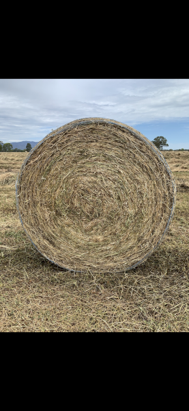 200 x Pasture Hay 400-420kg Rolls