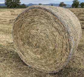 200 x Pasture Hay 400-420kg Rolls