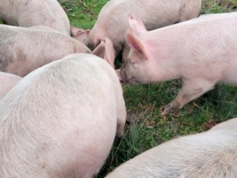 Berkshire x Large White Weaner Pigs x 80