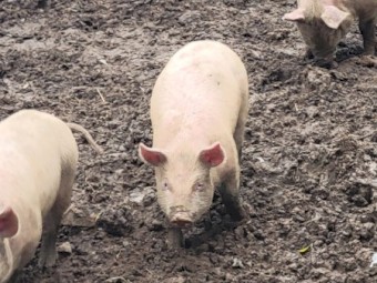 Berkshire x Large White Weaner Pigs x 80