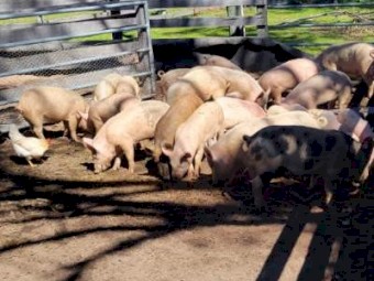Berkshire x Large White Weaner Pigs x 80