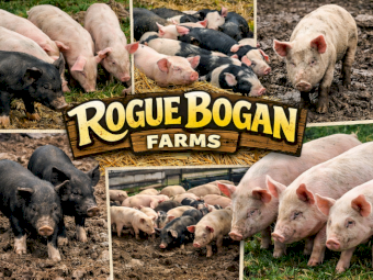 Berkshire x Large White Weaner Pigs x 80