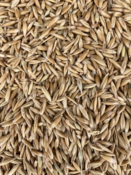 Winteroo oat seed