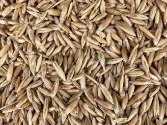 Winteroo oat seed