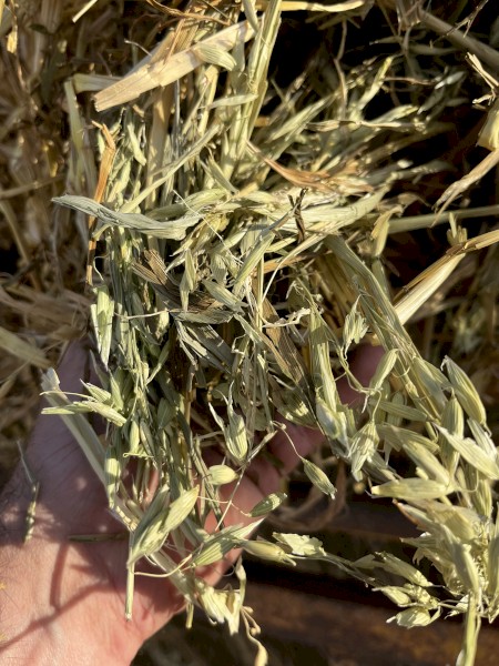 Oaten Hay Rolls