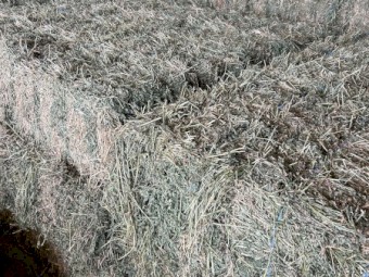 500 x Prime Irrigated Lucerne Small Squares