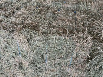 500 x Prime Irrigated Lucerne Small Squares