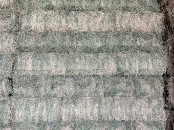 500 x Prime Irrigated Lucerne Small Squares