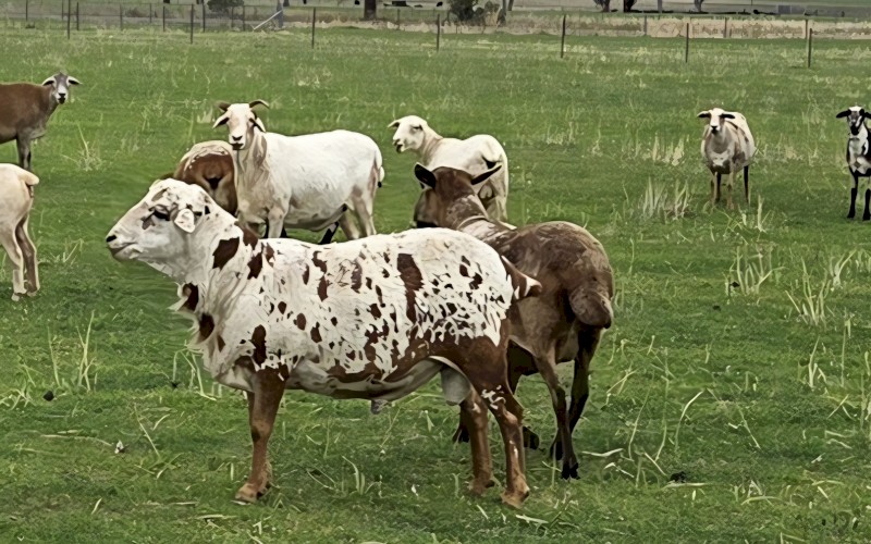 Harlequin Mini X African 4 Horn Ram