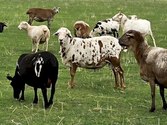 Harlequin Mini X African 4 Horn Ram