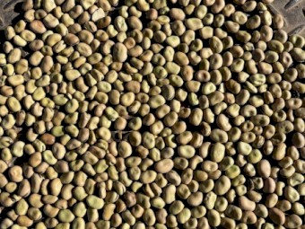 60mt Warda Faba Beans No.2s