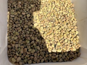 60mt Warda Faba Beans No.2s