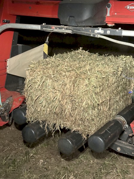 Sorghum Silage - Wrapped/irrigated