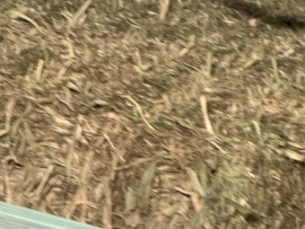 Sorghum Silage - Wrapped/irrigated