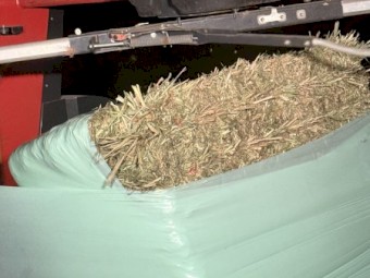 Sorghum Silage - Wrapped/irrigated