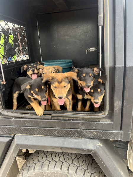 3x Kelpie Pups