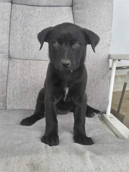 Kelpie Pup Female
