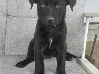 Kelpie Pup Female