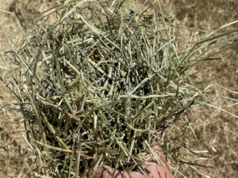 200 x Pasture Hay 400-420kg Rolls