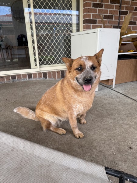 Pure bred Red Cattle