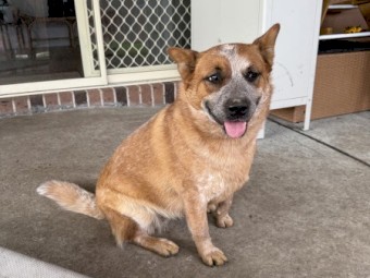 Pure bred Red Cattle