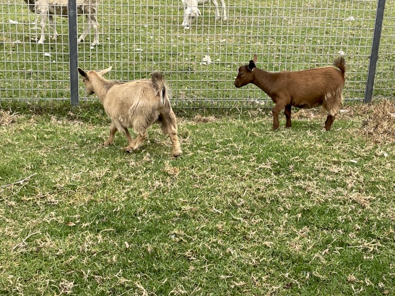 Pigmy goat kids - 1 doe and 1 whether 