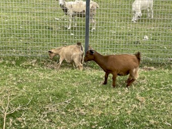 Pigmy goat kids - 1 doe and 1 whether 