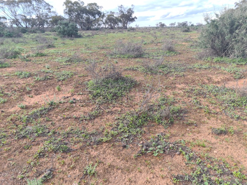 Agistment available - 20km west of Wentworth 