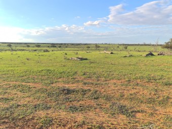 Agistment available - 20km west of Wentworth 