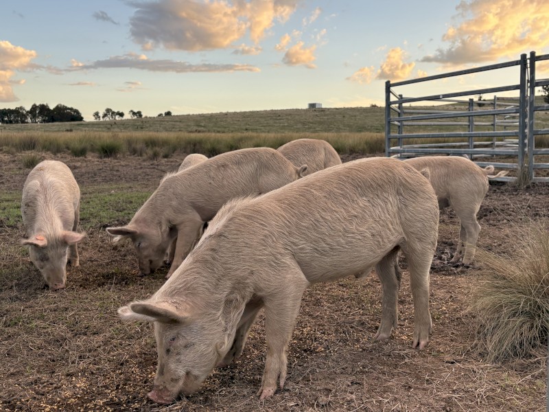 Berkshire x Large White bores