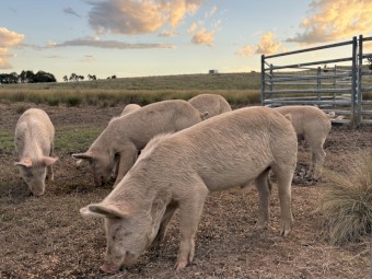 Berkshire x Large White bores