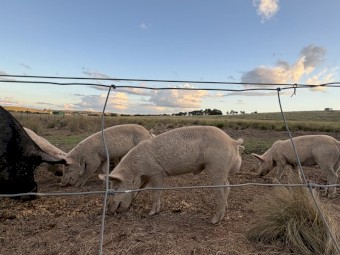 Berkshire x Large White bores