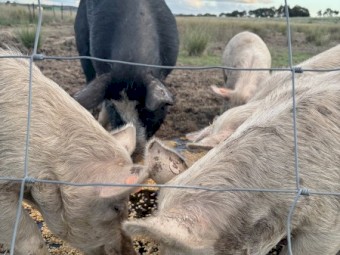 Berkshire x Large White bores