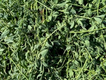 70 x Lucerne Silage 4x4 Round Bales