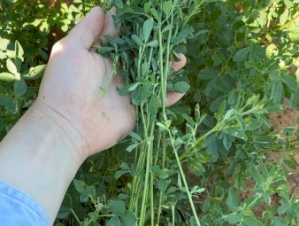 70 x Lucerne Silage 4x4 Round Bales