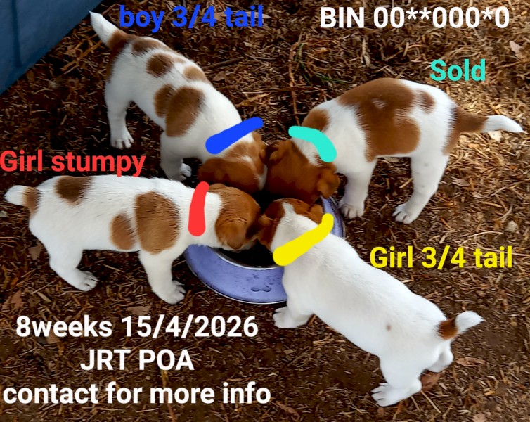 Pure Jack Russell Stumpy Tail x 3