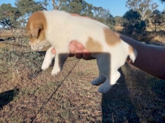 Pure Jack Russell Stumpy Tail x 3