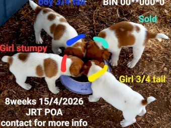 Pure Jack Russell Stumpy Tail x 3